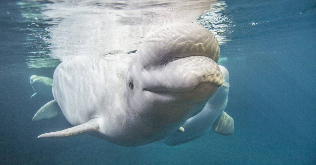 Shedd Aquarium Makes a Splash thumbnail