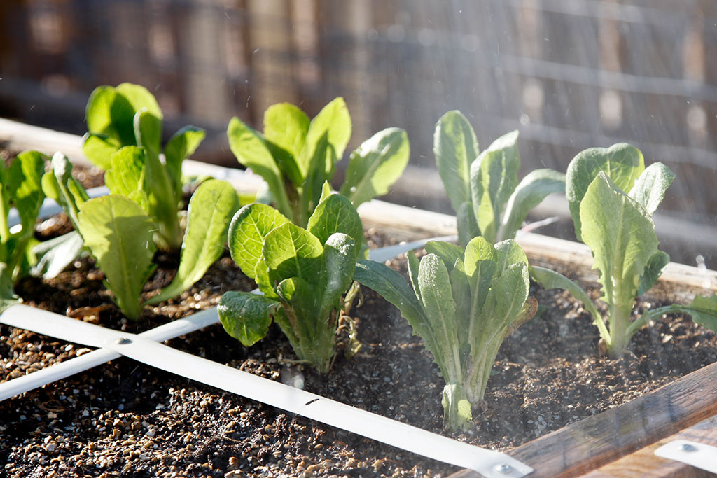 Plants getting watered