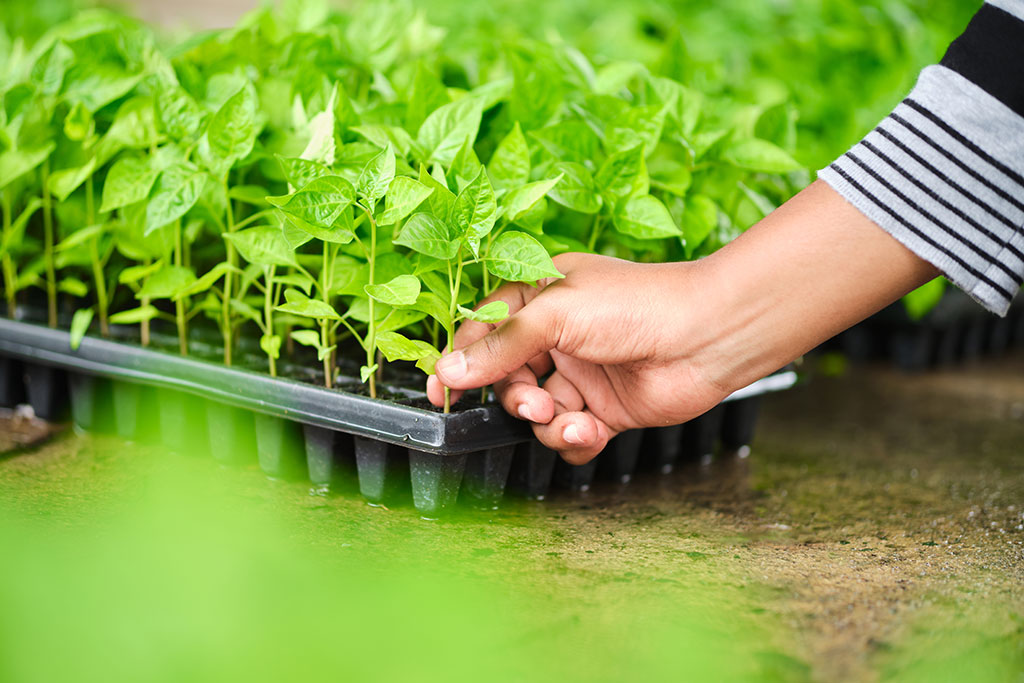 Person picking plant at store