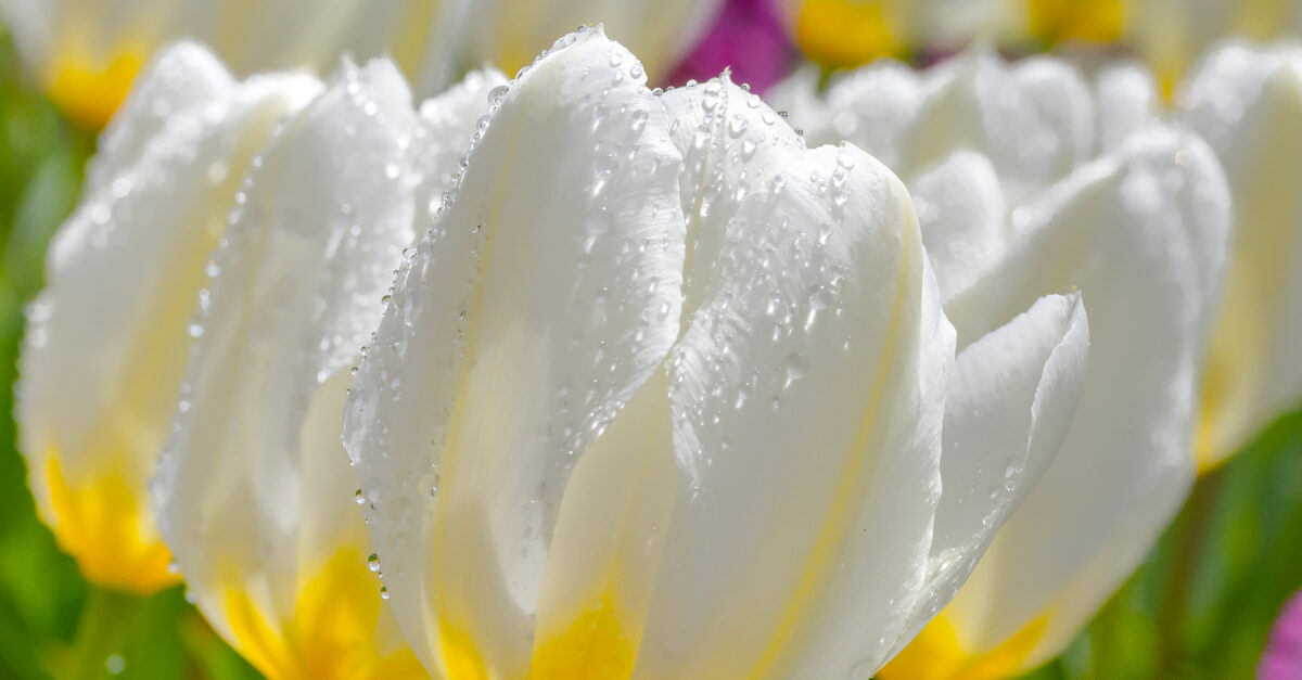 Picturesque Pella – American Lifestyle Magazine Picturesque Pella – American Lifestyle Magazine