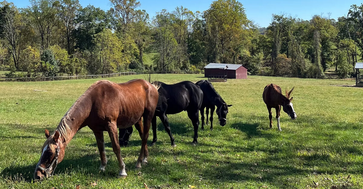A Horse Haven – American Lifestyle Magazine