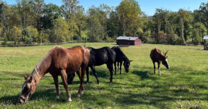 A Horse Haven